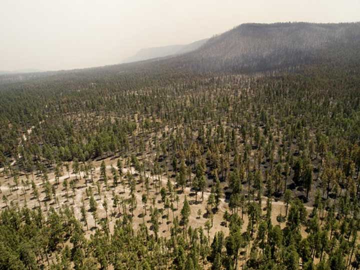 Research Shows Fighting Fire with Thinning Works