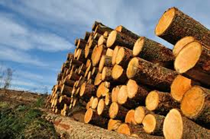 China Eases Ban On Virginia Logs