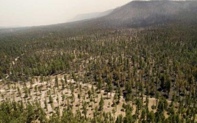Research Shows Fighting Fire with Thinning Works