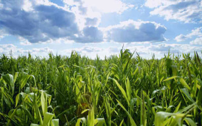 How To Cap BCAP Costs